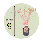 Japanese Maple - Acer Palmatum 'Taylor' - Height 50-60cm - ⌀19cm | Set of 2 | Pink