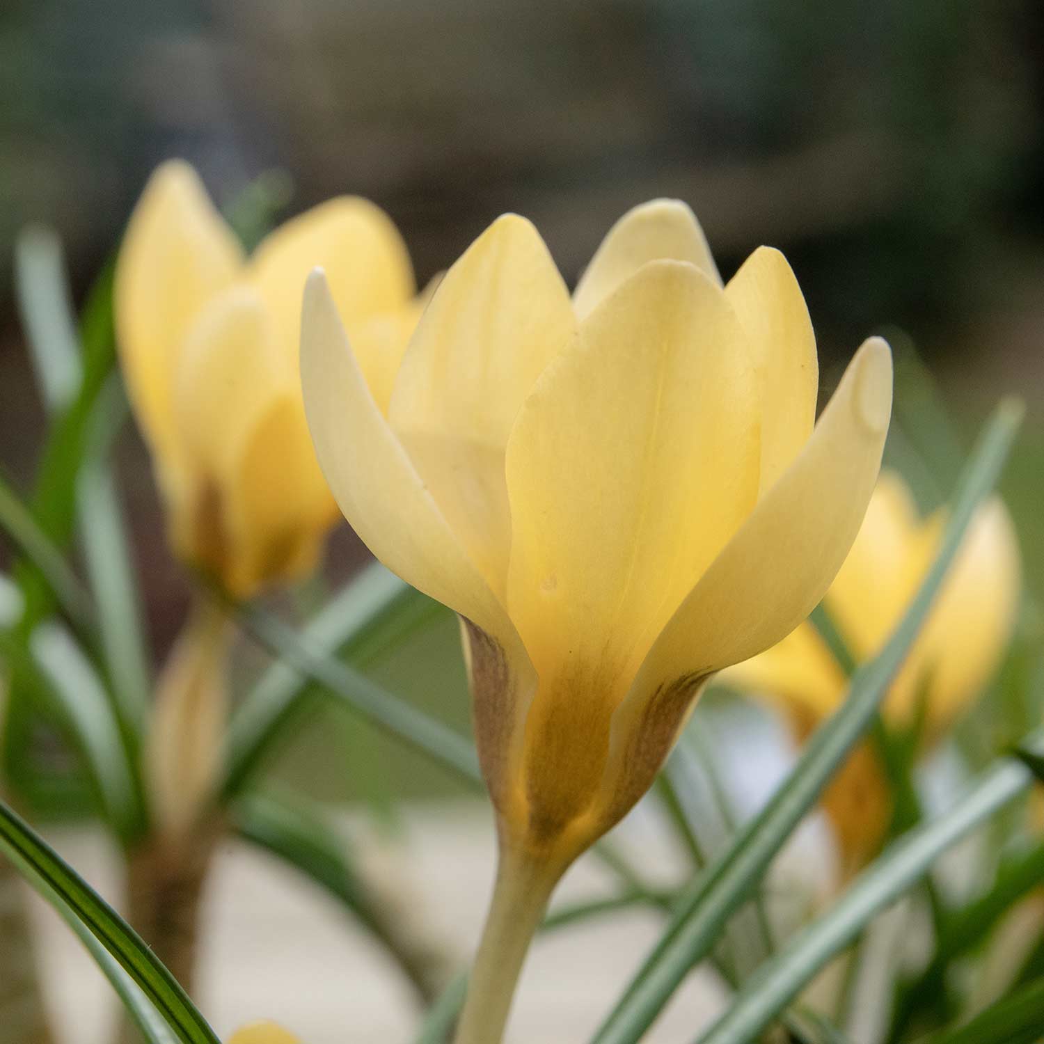 Crocus 'cream Beauty' | 20 x Bulbs | Cream