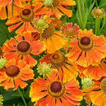 Helenium Indian Summer Mix - Bare Roots