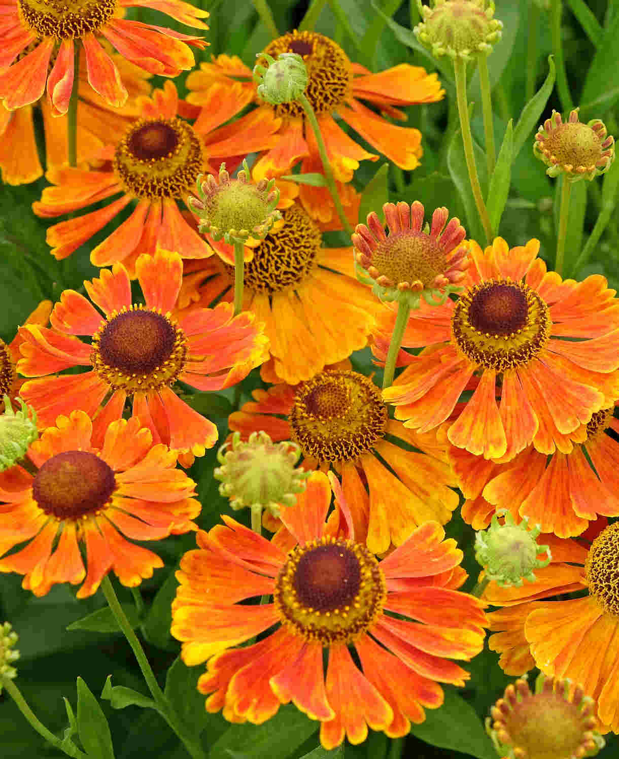 Helenium Indian Summer Mix - Bare Roots