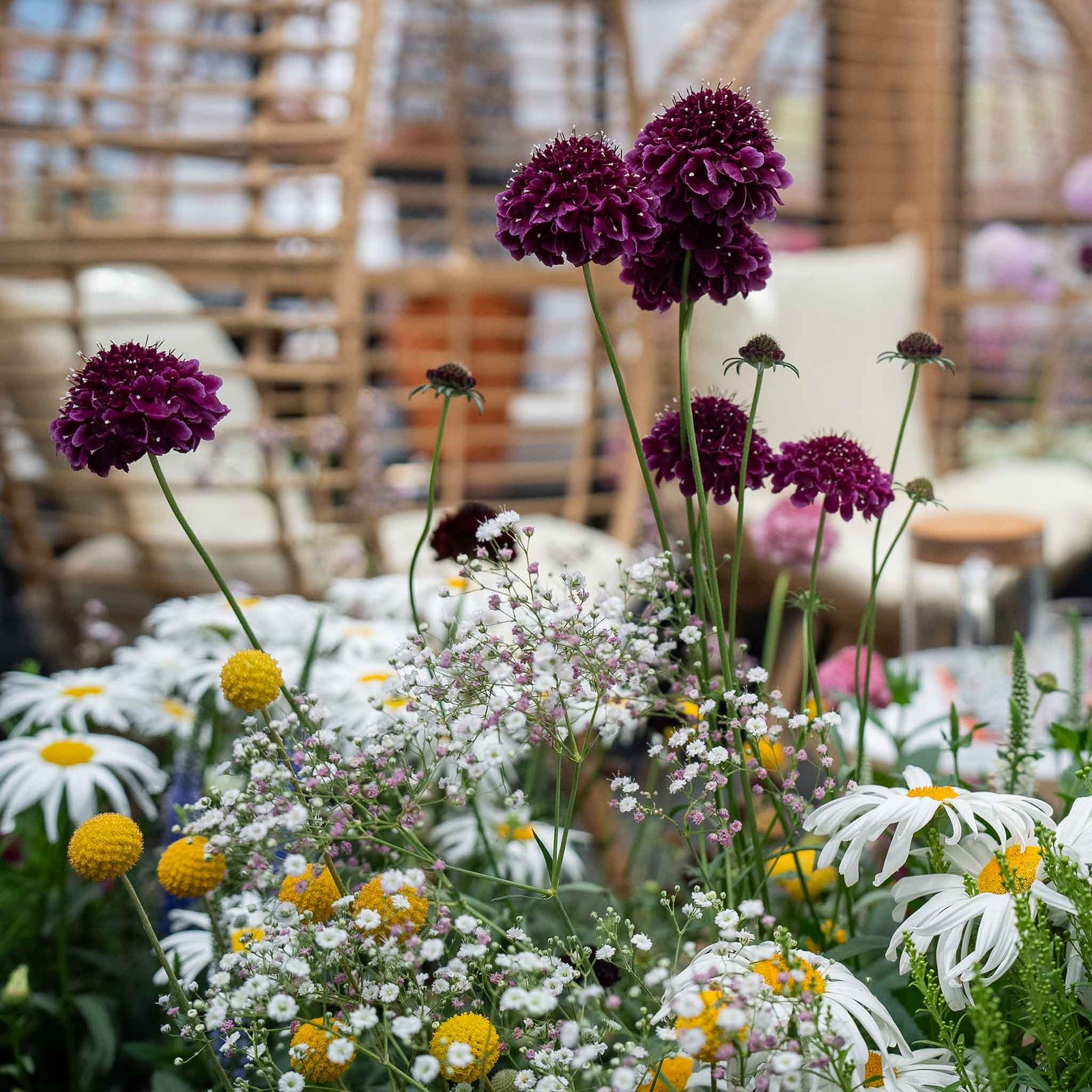 Scabious 'blackberry Scoop' Purple-black Pincushion Flowers | 12 x Plug Plants | Purple