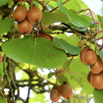 Actinidia Jenny Kiwi Self Fertile Fruit Climbing Plant 3-4ft Supplied In A 3 Litre Pot