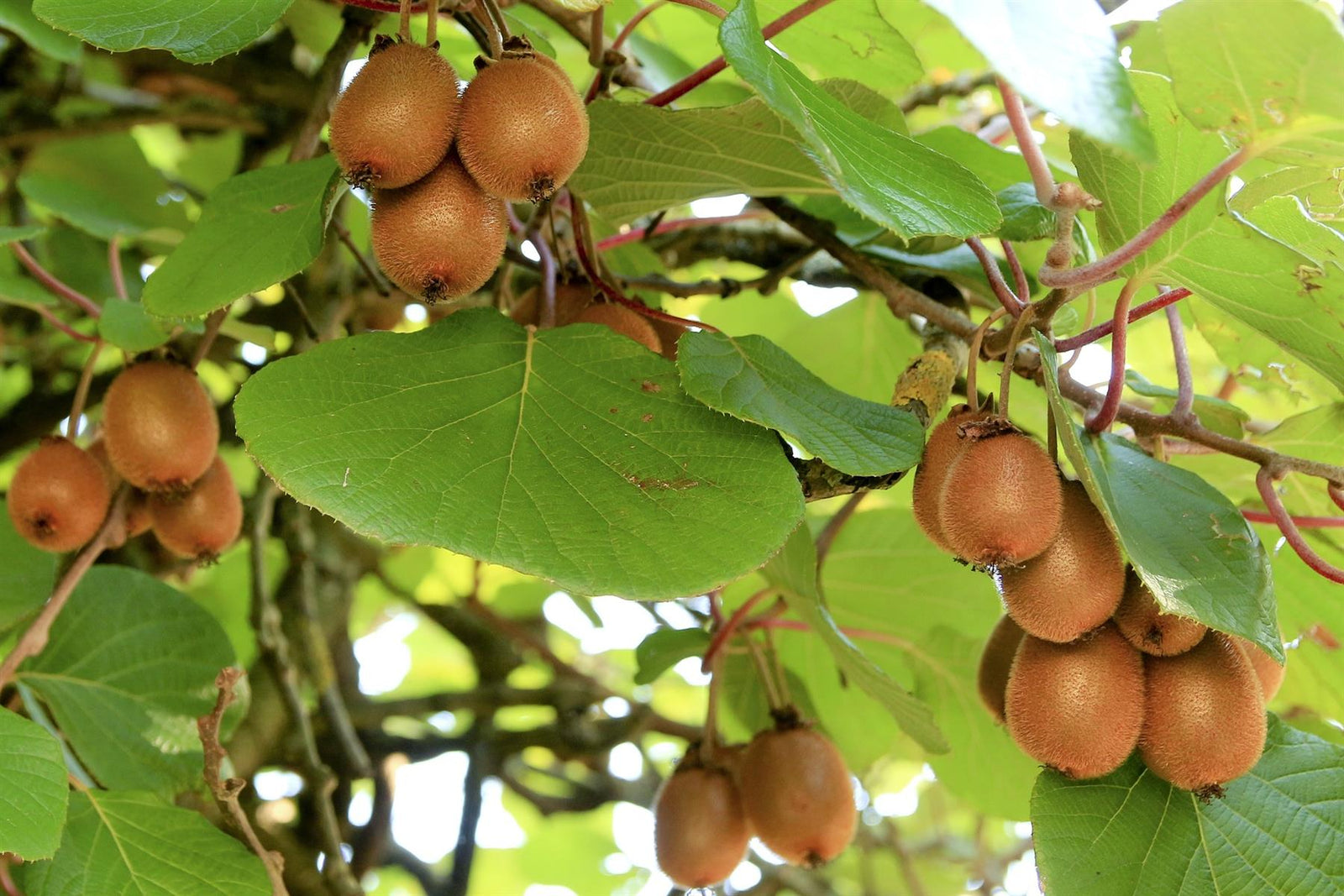 Actinidia Jenny Kiwi Self Fertile Fruit Climbing Plant 3-4ft Supplied In A 3 Litre Pot