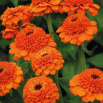 Hayloft Zippy Zinnia Elegans Collection - 24 Young Plants 8 Of Each Colour