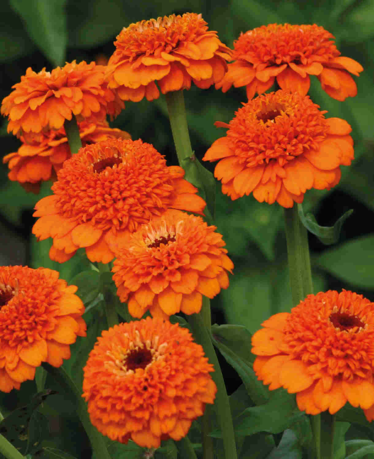 Hayloft Zippy Zinnia Elegans Collection - 24 Young Plants 8 Of Each Colour