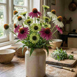 Echinacea Jewel Collection - 9cm Pots. | 3 x 9cm | Multi