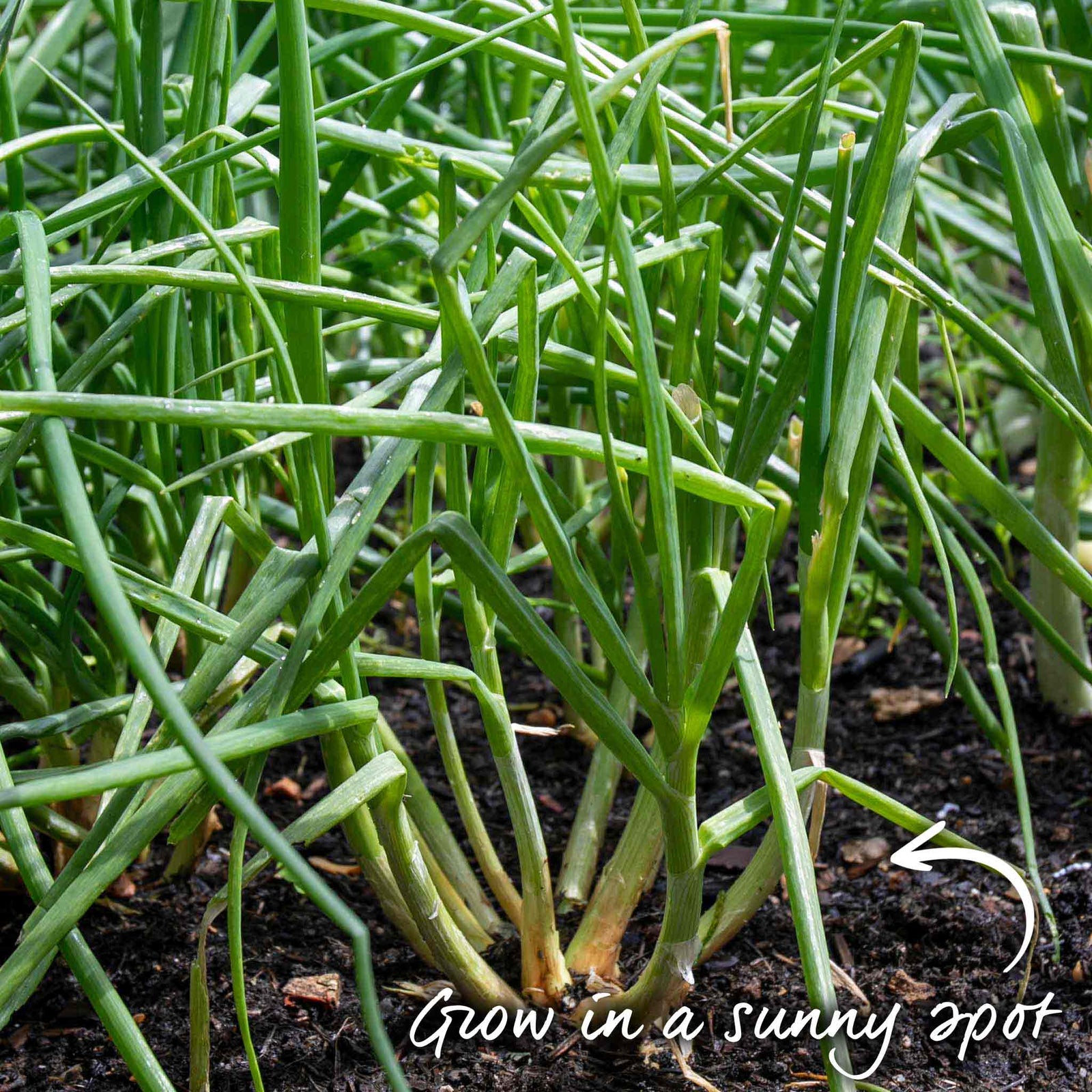 Shallot Duo Pack - Red Sun & Golden Gourmet | Set-of-2