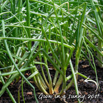 Shallot Duo Pack - Red Sun & Golden Gourmet | Set of 2