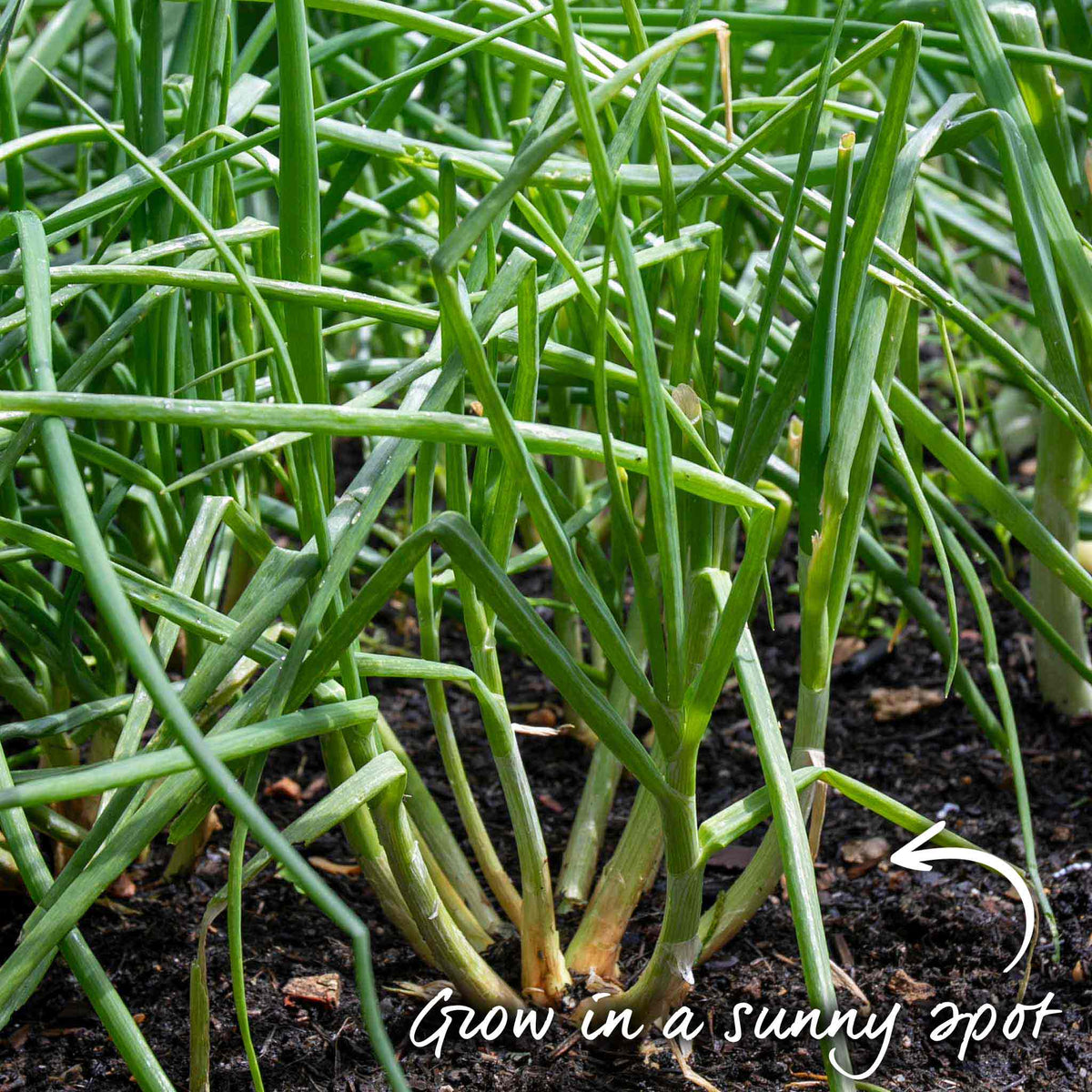 Shallot Duo Pack - Red Sun & Golden Gourmet | Set of 2