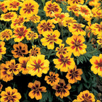 French Marigold Naughty Marietta Seeds | 130 Seeds
