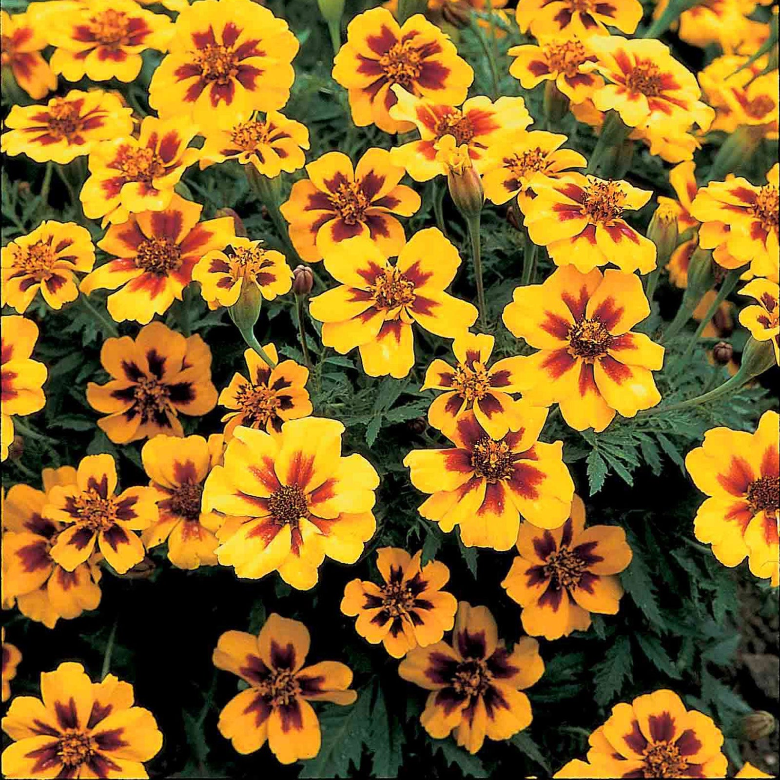 French Marigold Naughty Marietta Seeds | 130 Seeds