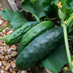 Cucumber 'marketmore' Rhs Award-winning Variety | 3 x Jumbo Plugs | Green