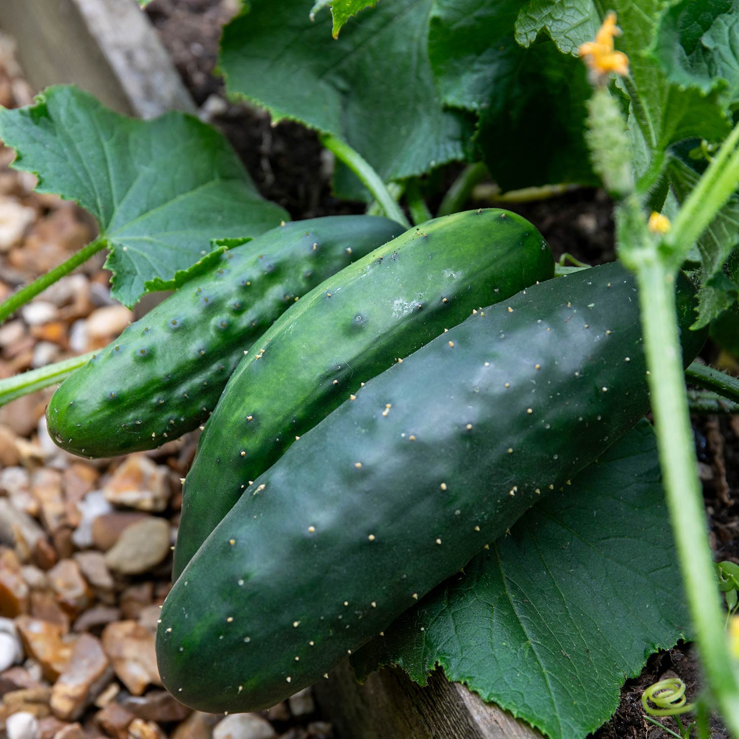 Cucumber 'marketmore' Rhs Award-winning Variety | 3 x Jumbo Plugs | Green