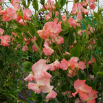 Sweet Pea Princess Elizabeth Spencer-type Seeds | 21 Seeds