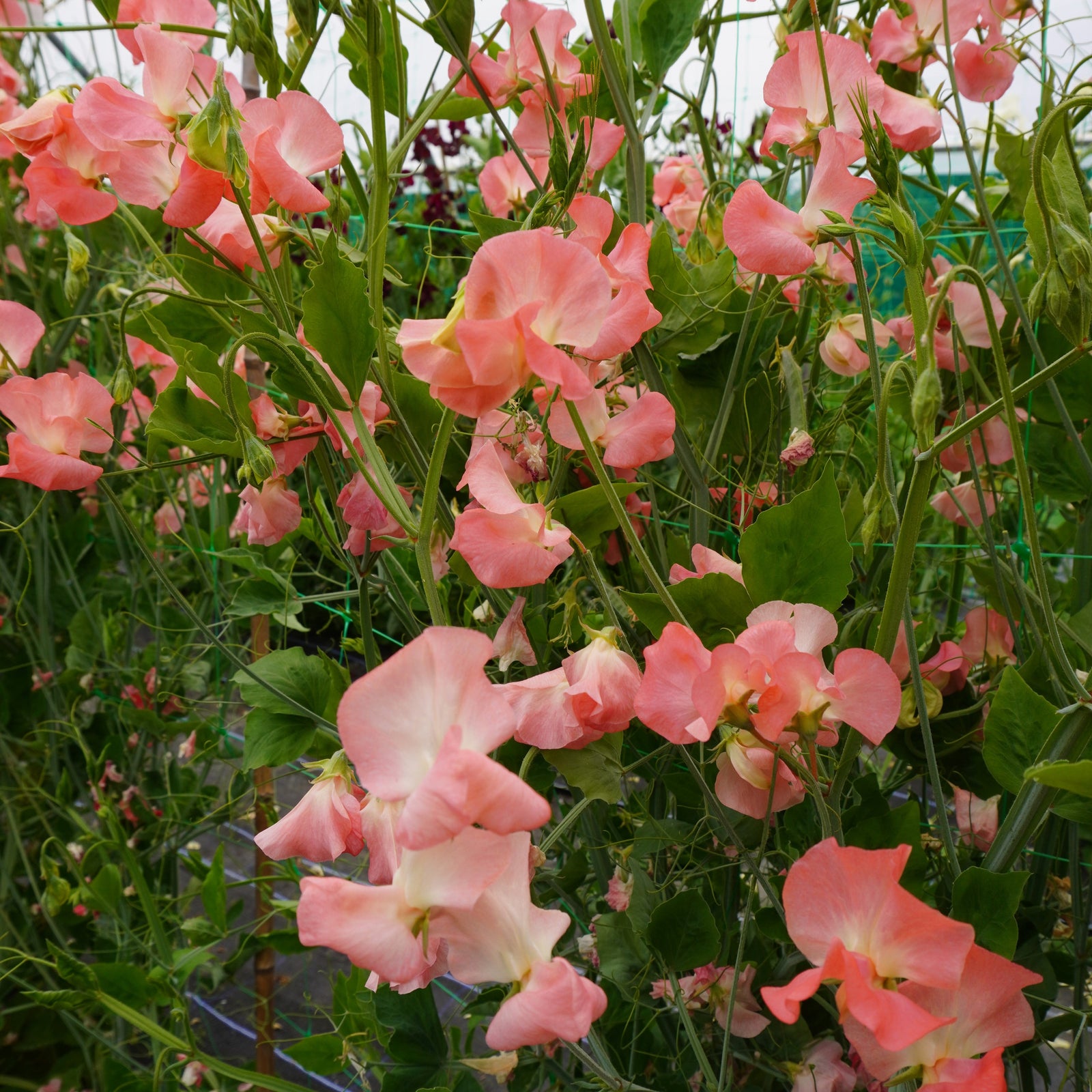Sweet Pea Princess Elizabeth Spencer-type Seeds | 21 Seeds