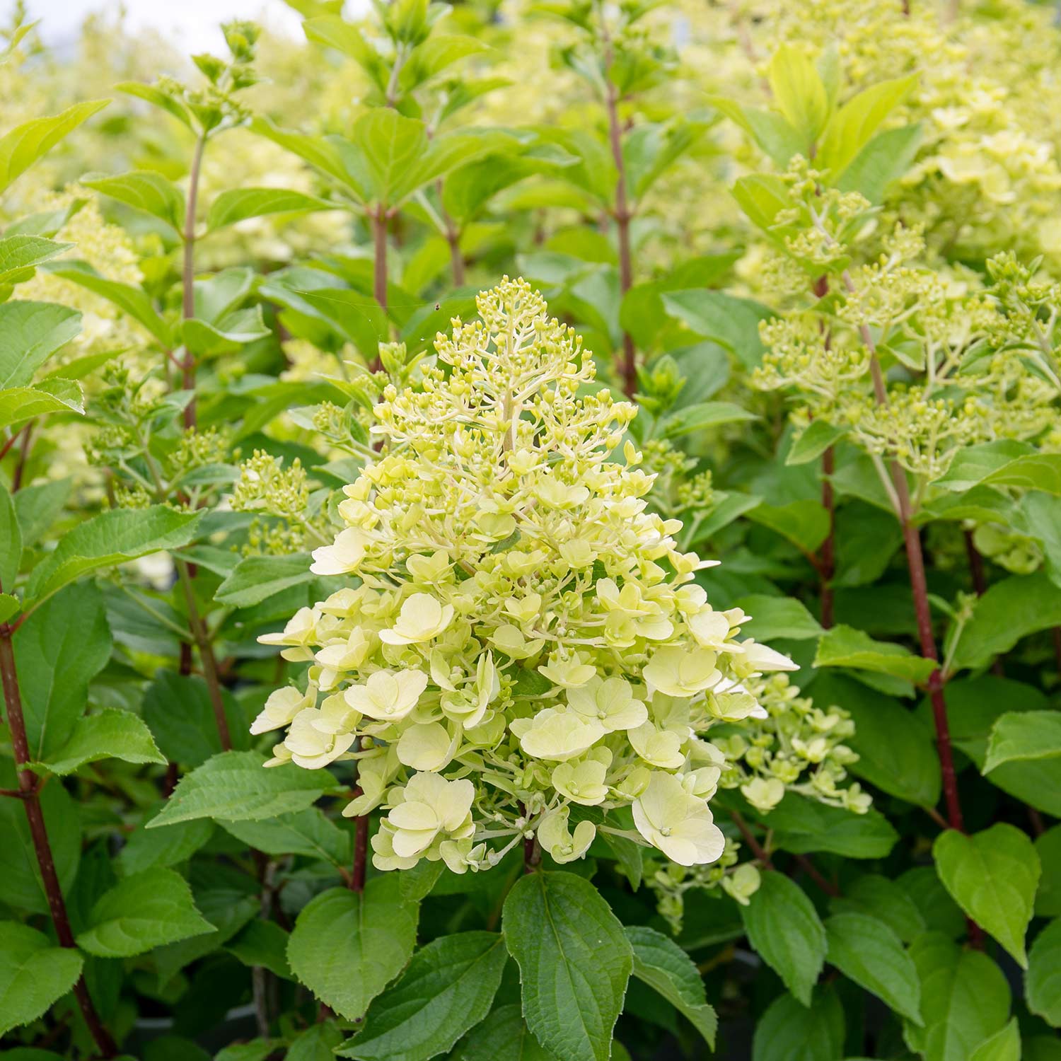 Hydrangea 'mojito' Lime Green Flowering Shrub | 1 x 7.5L | Green