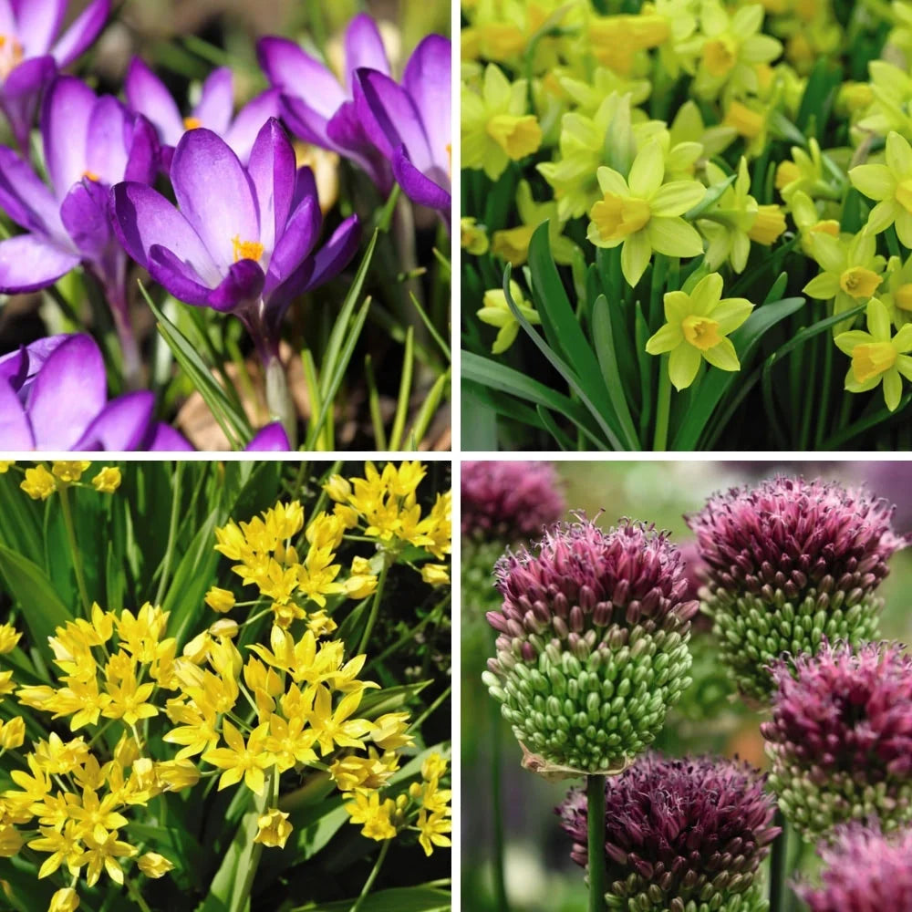 Spring Flowering Bulb Bonanza Collection | 100 x Bulbs