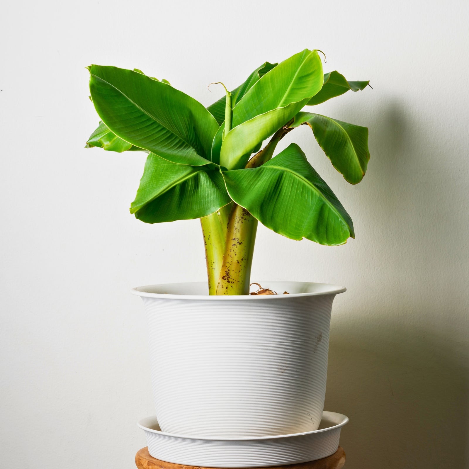 Hardy Banana - Musa Basjoo - Height 25-40cm - ⌀9cm | Set of 2 | Yellow