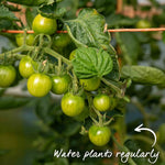 Outdoor Tomato Collection – 3 Varieties (paoline, Tumbling Tom, Super Marmande) Jumbo Plugs | Set of 6 | Red