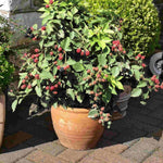 Berry Fruit Duo - 9cm pot