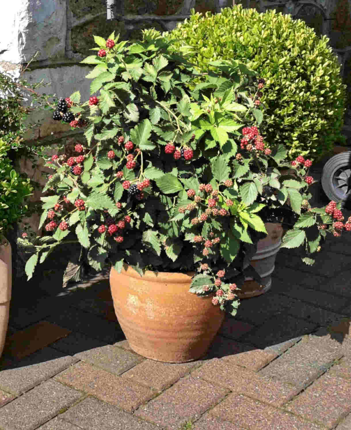 Berry Fruit Duo - 9cm pot