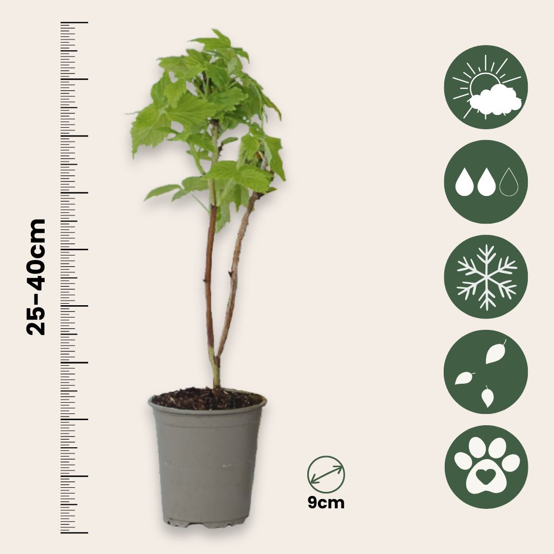 Wild Raspberry - Rubus Idaeus 'Fallgold' - Height 25-40cm - ⌀9cm | Set of 3 | Yellow