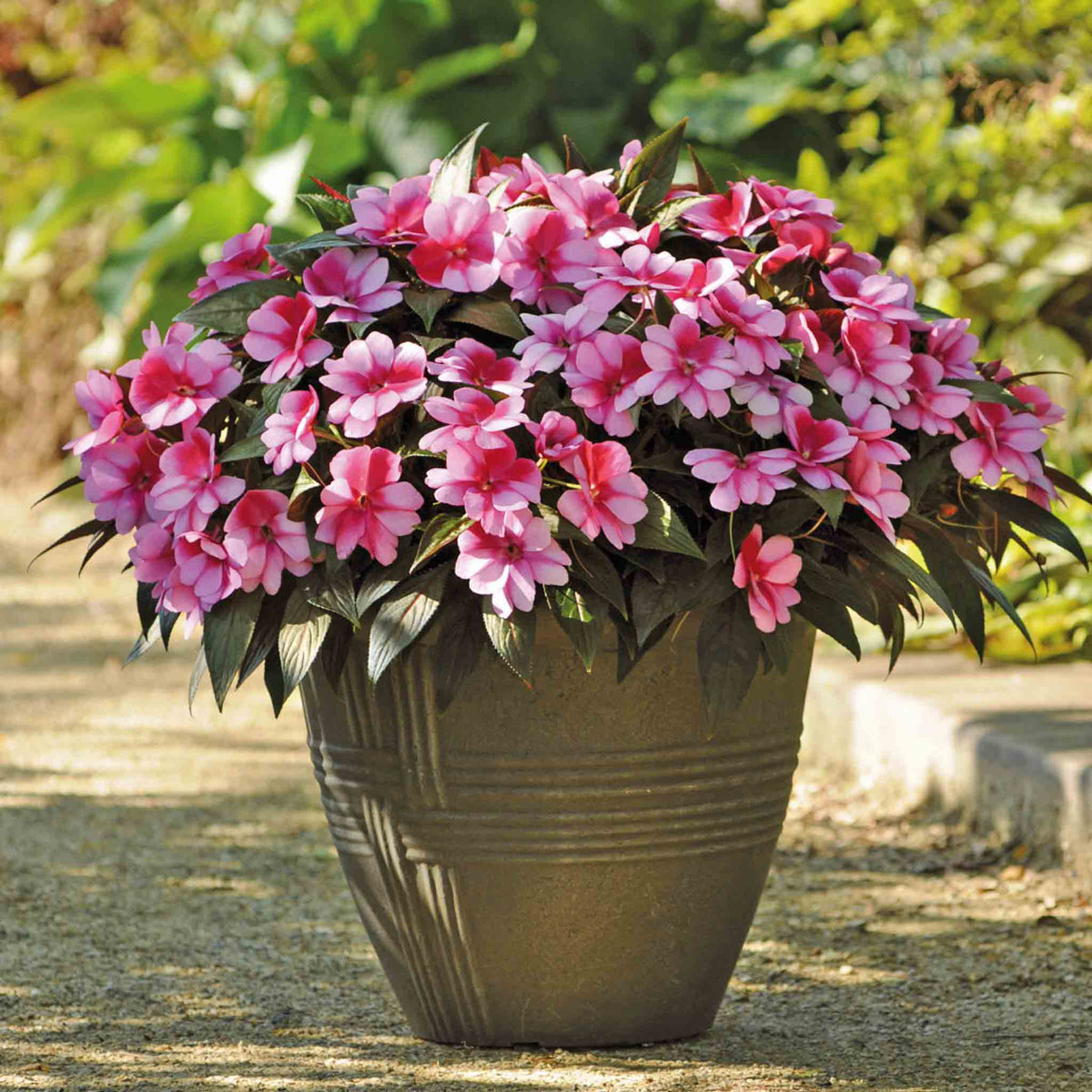 Busy Lizzie 'clockwork' Plant Collection - 6 Or 12 Plug Plants | Set of 6 | Pink