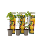 Wild Raspberry - Rubus Idaeus 'Fallgold' - Height 25-40cm - ⌀9cm | Set of 3 | Yellow