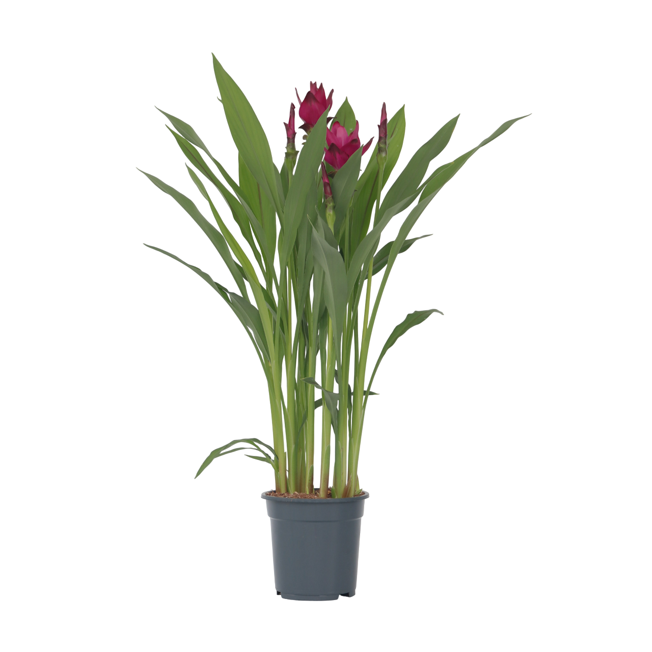 Thai Tulip - Curcuma Alismatifolia - Height 70-90cm - ⌀19cm | Set-of-1 | Pink