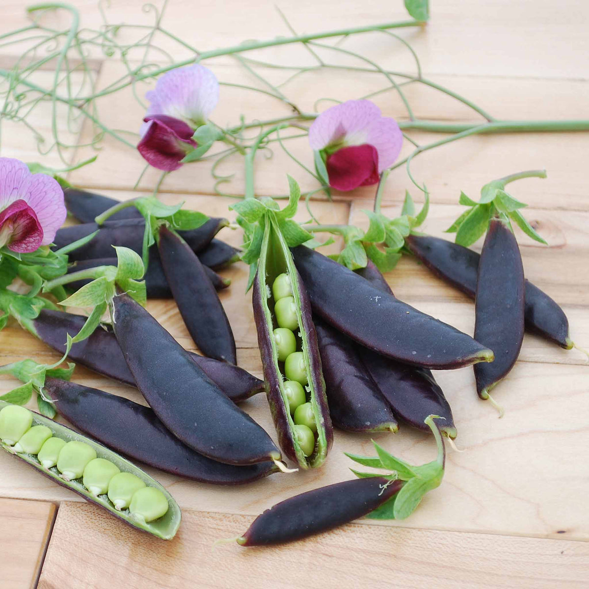 Sugar Snap Pea 'purple Magnolia' Plug Plant - Purple-podded, Crunchy Sweet Pods | Set of 12