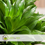 Dragon Tree - Dracaena Surculosa - Height 50-65cm - ⌀17cm | Set of 1 | Green