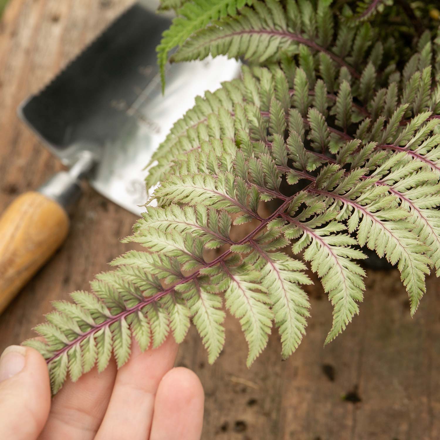 Athyrium 'niponicum Red Beauty' Fern | 1 x 2L | Multi