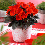 Busy Lizzie (new Guinea) 'clockwork Orange And Dark Leaf' | 12 x Plug Plants | Orange