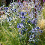 Eryngium 'big Blue' Perennial 50cm | 3 x 9cm | Blue