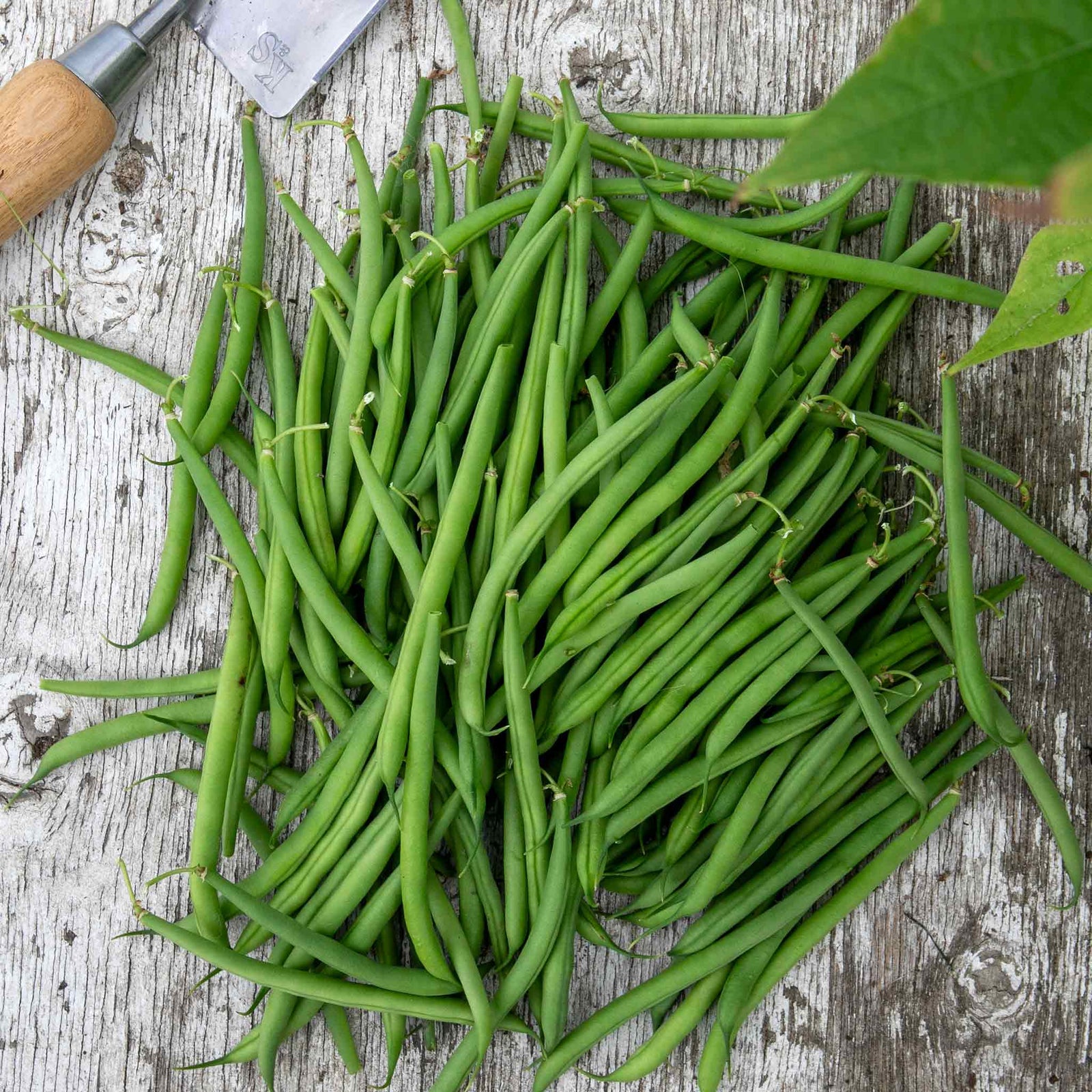 Dwarf French Bean 'faraday' Seeds | 50 Seeds