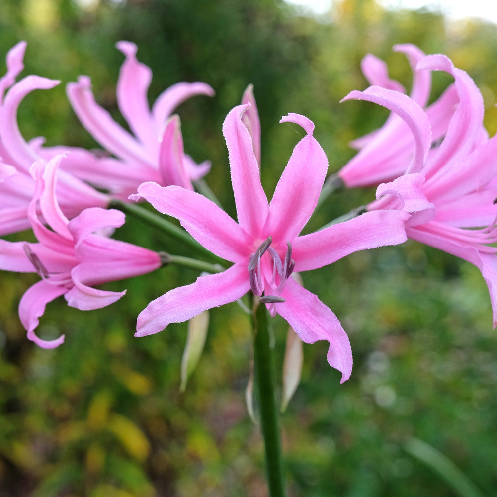 Amarine Garden Angels Collection - A Set Of 3 In 9cm Pots
