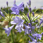 Agapanthus 'blue Storm' Compact Violet-blue Perennial | Set of 1