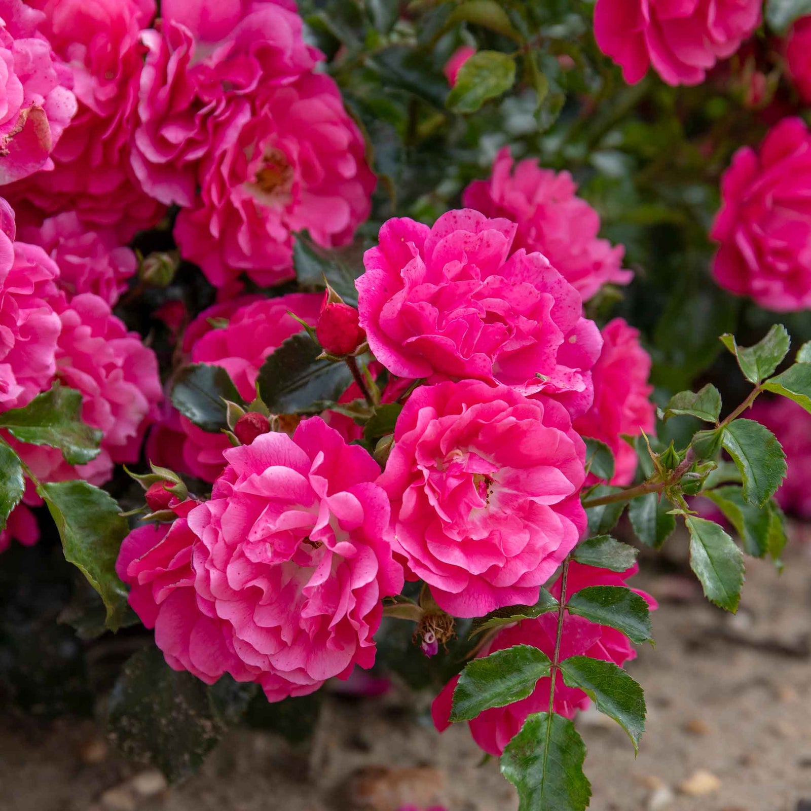 Flower Carpet Pink Supreme Groundcover Rose | 1 x Bare Root | Pink