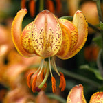 Lilium 'peppard Gold' Bulbs | 3 x Bulbs | Yellow