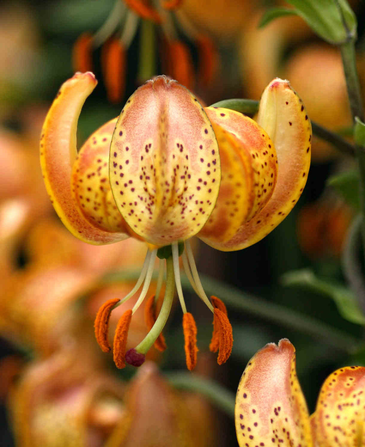 Lilium 'peppard Gold' Bulbs | 6 x Bulbs | Yellow