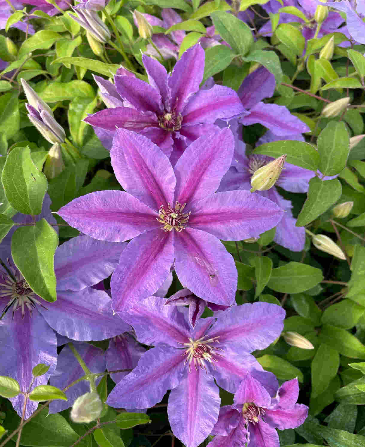 Clematis Tumaini - A Star Performer Clematis. - 7cm Pot | 3 x 7cm | Purple