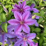Clematis Tumaini - A Star Performer Clematis. - 7cm Pot | 1 x 7cm | Purple