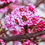 Hayloft Viburnum X Bodnantense Dawn - Highly Fragranced Winter Flowering Shrub - 9cm Pot