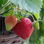 Strawberry 'grandian' F1 Perpetual Large Sweet Berries | 21 Seeds | Red