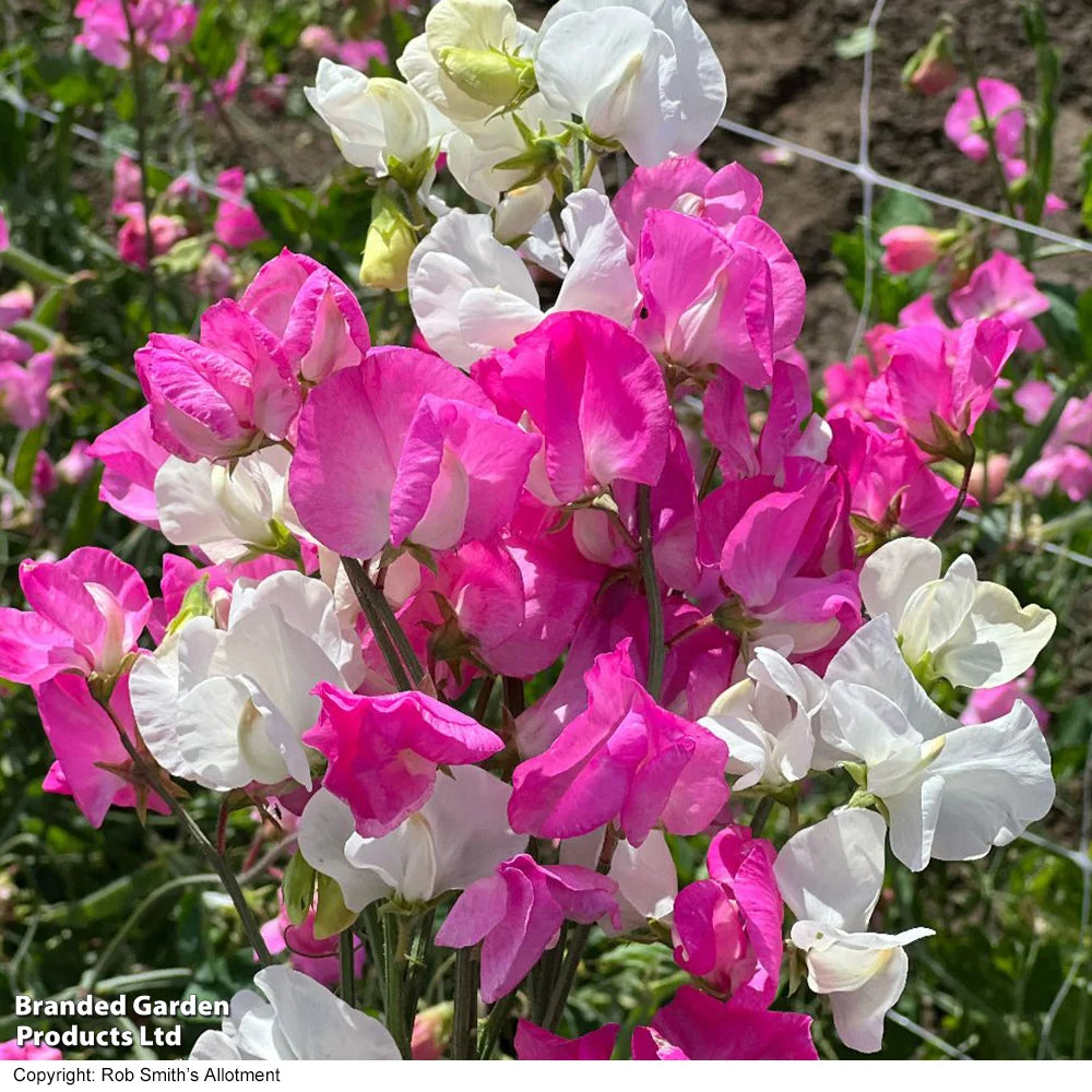 Sweet Pea Barbie Mix 9cm Pot | Set of 3