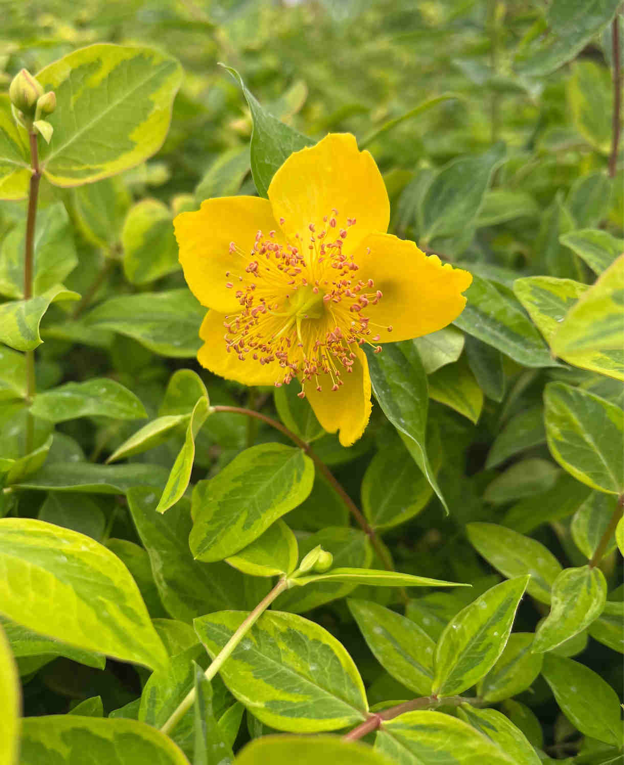 Hypericum X Moserianum Little Misstery - Unusual Variegated Variety - 9cm pot | 1 x 9cm | Yellow