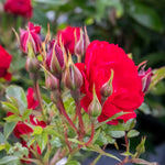Raspberry Royale Patio Rose 40cm | 1 x Bare Root | Red