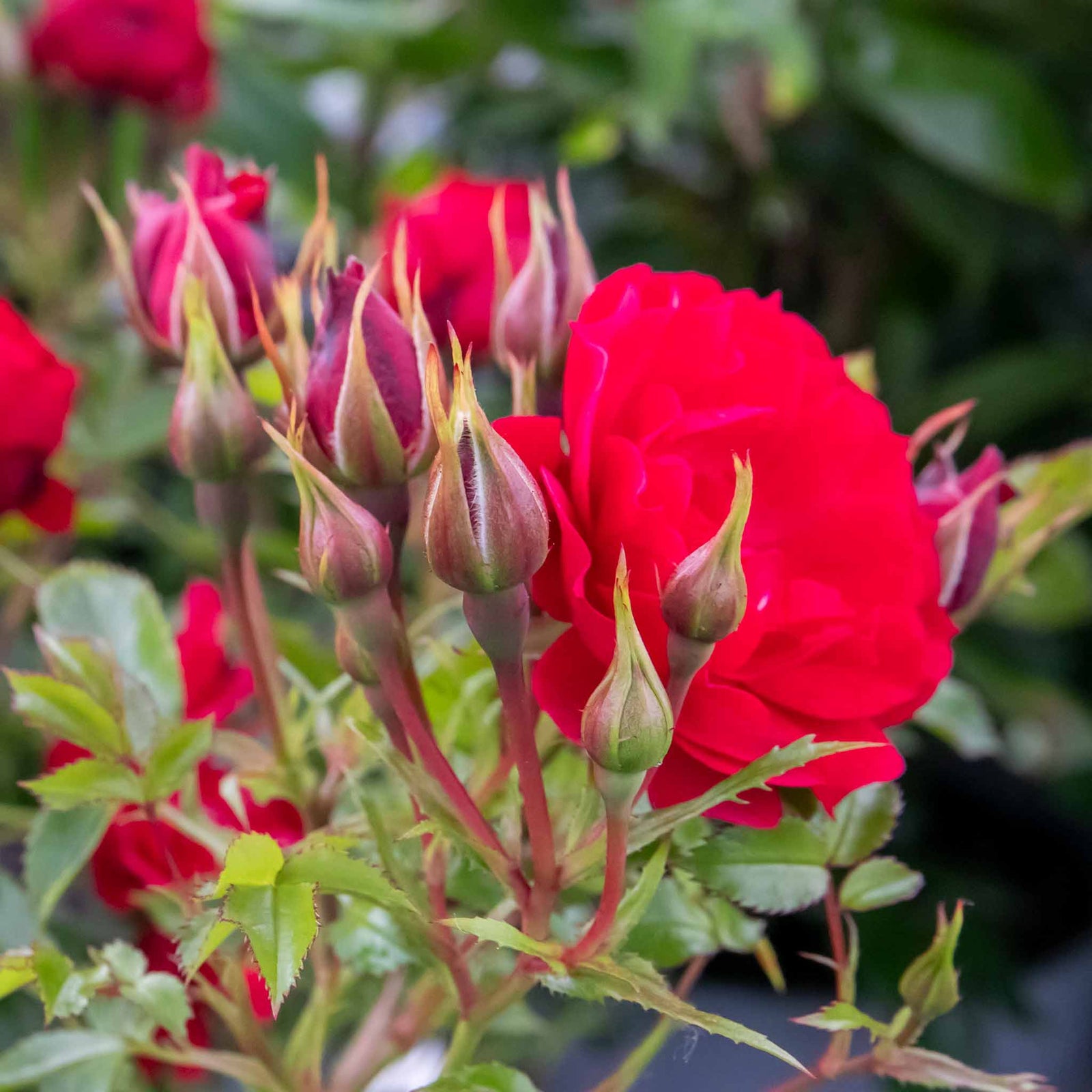 Raspberry Royale Patio Rose 40cm | 1 x Bare Root | Red