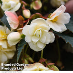 Thompson & Morgan Begonia Belina Vanilla Preplanted Basket 10in (25cm) X 1