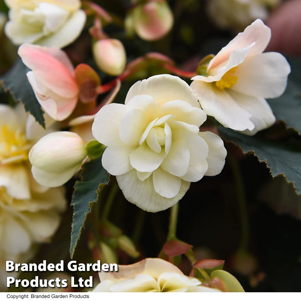Thompson & Morgan Begonia Belina Vanilla Preplanted Basket 10in (25cm) X 1
